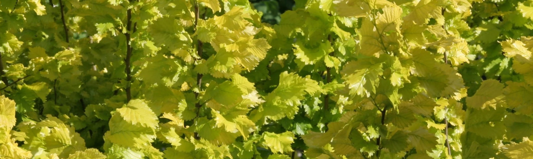 Benefits of Slippery Elm - Teri Cochrane