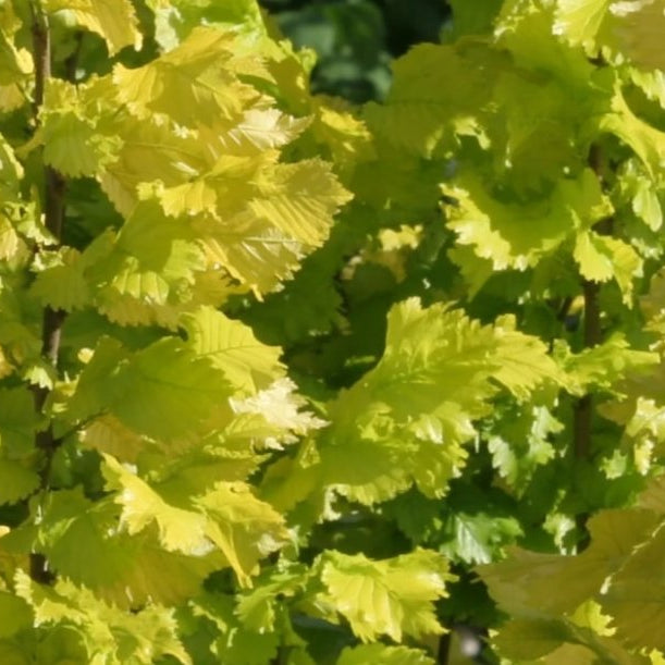 Benefits of Slippery Elm - Teri Cochrane