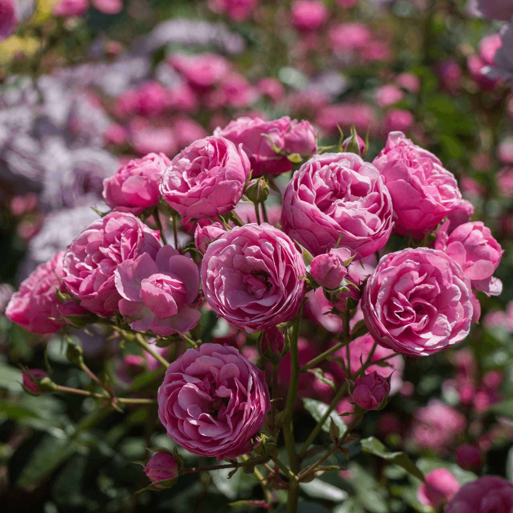 Stop And Smell The Roses - Teri Cochrane
