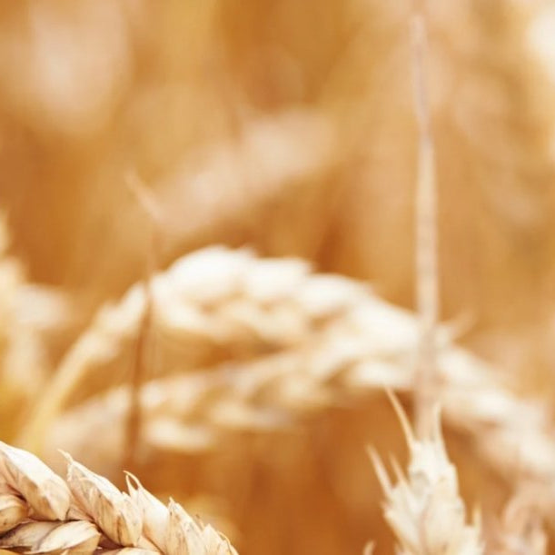 The Link Between Glyphosate & Gluten Intolerance - Teri Cochrane