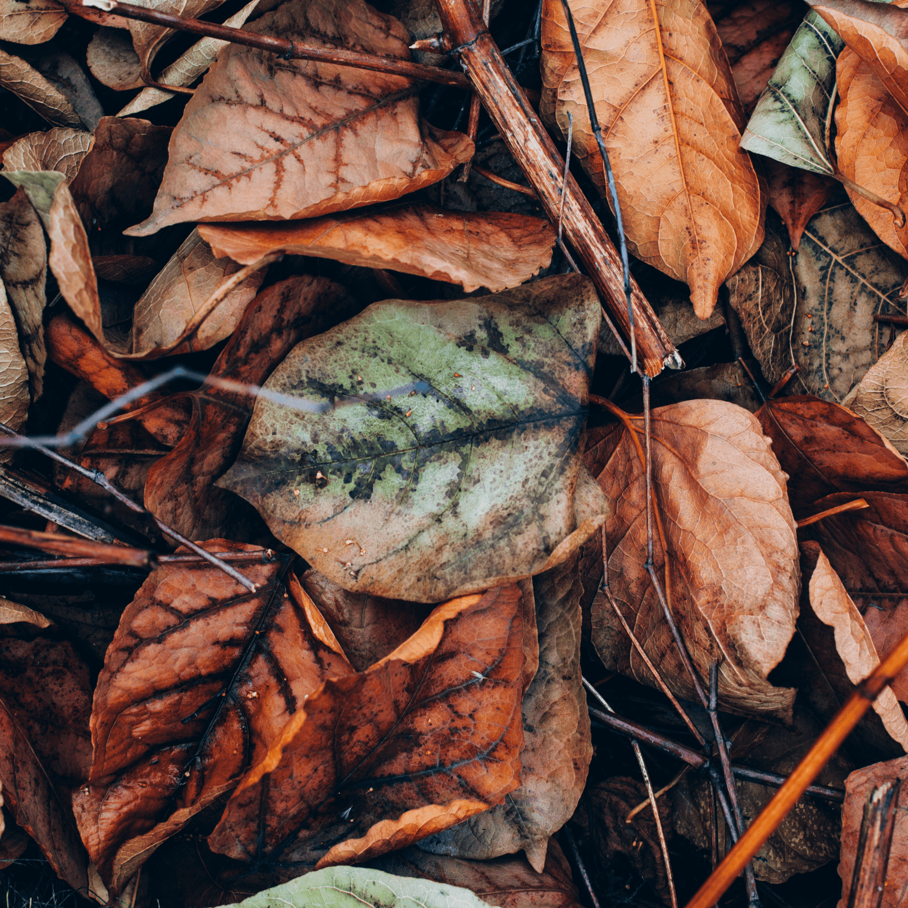 Bounce Back From Autumn Allergies - Teri Cochrane