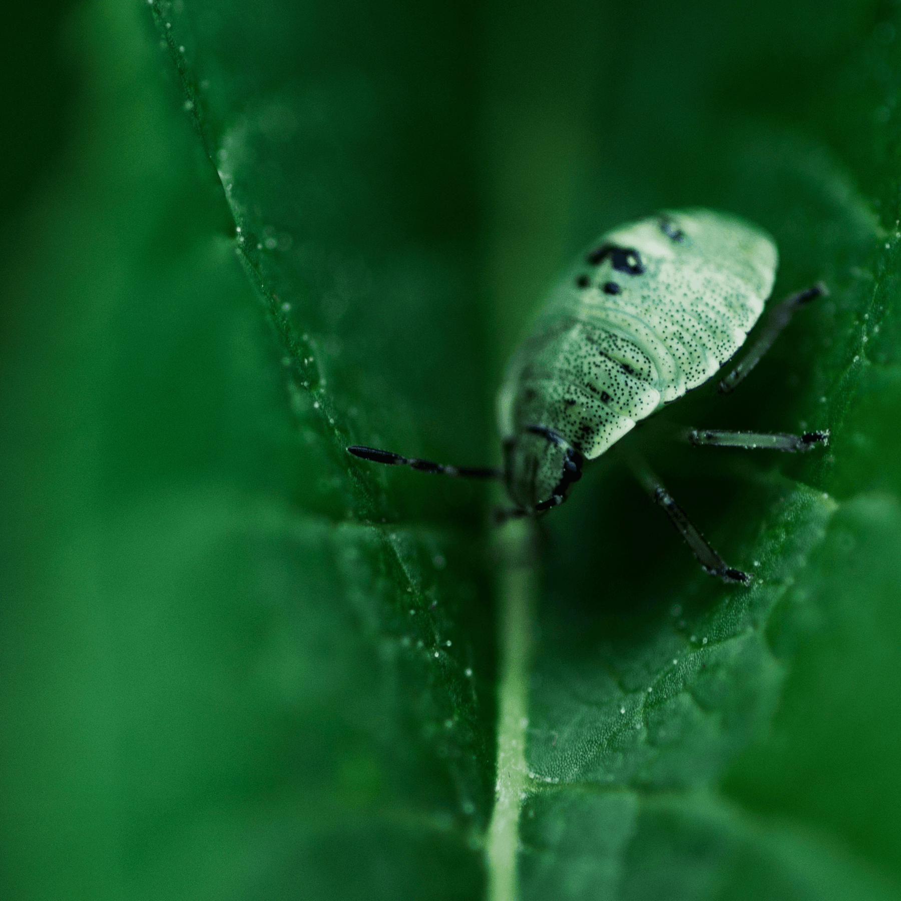 Is This A Normal Bug Bite? - Teri Cochrane