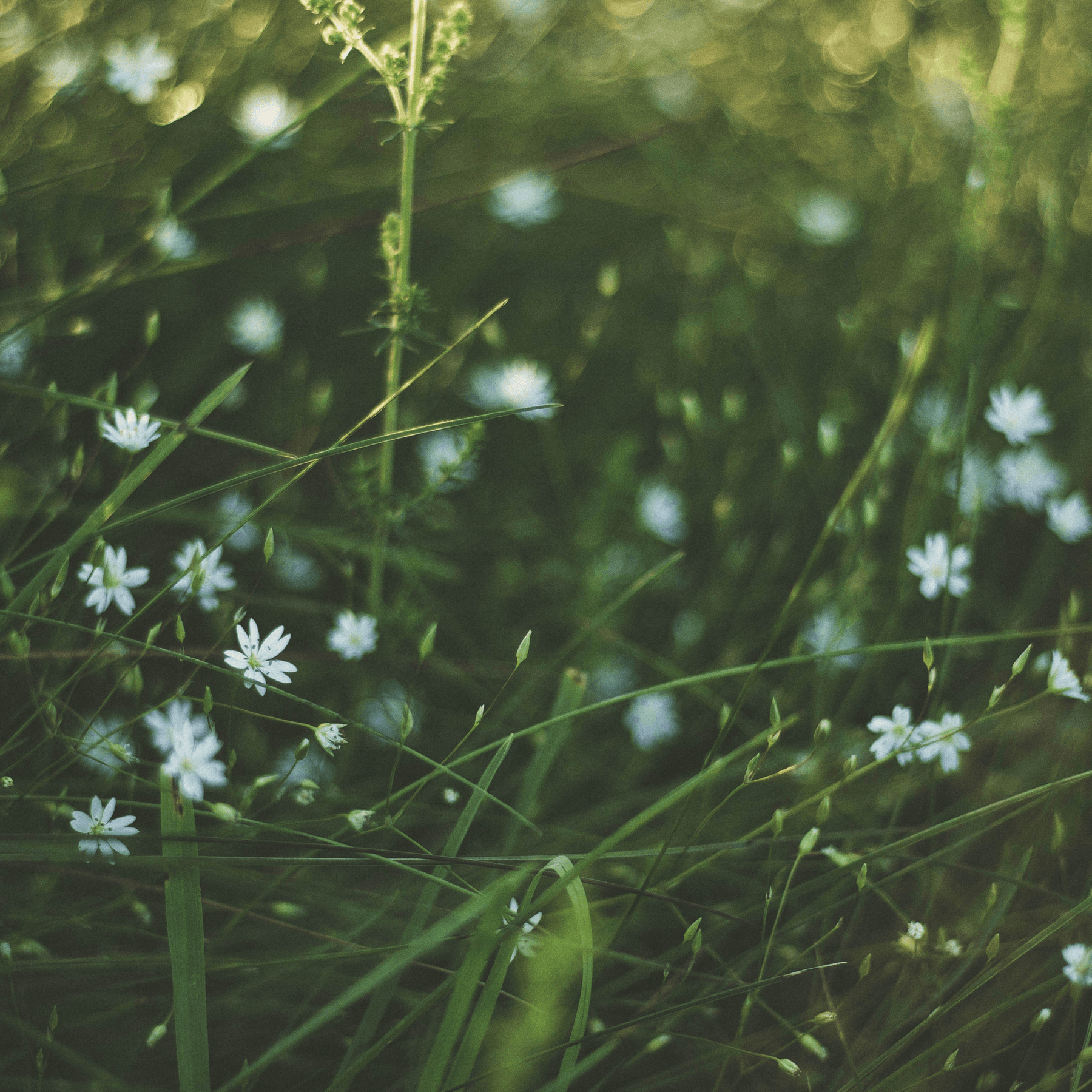 Spring Cleaning For The Mind, Body & Spirit - Teri Cochrane