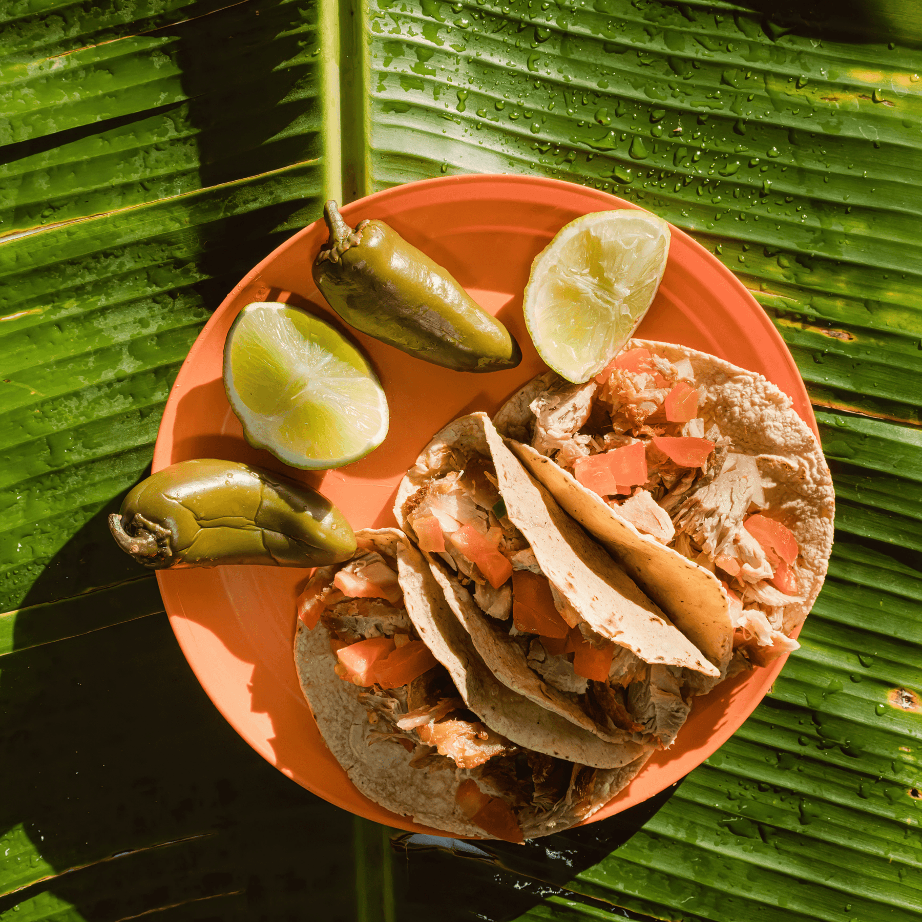 Wild Boar Carnitas - Teri Cochrane